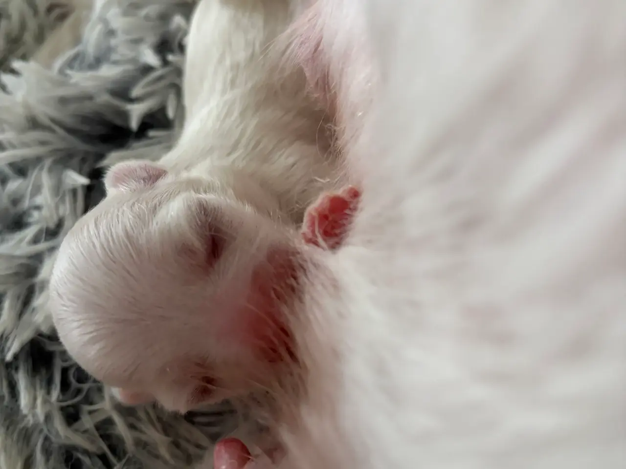 Billede 13 - Malteser hunde hvalpe