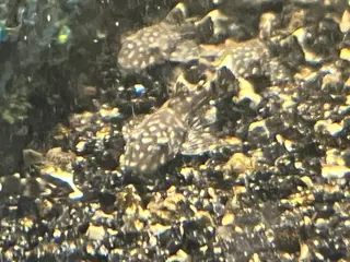 Sugemaller Ancistrus