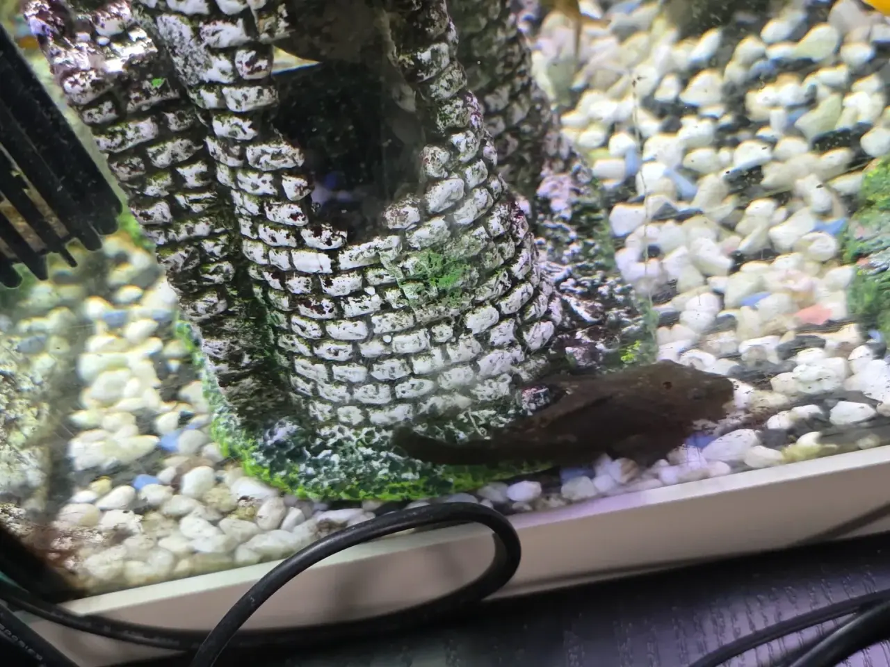 Billede 4 - Juveler Akvarie 340 L
