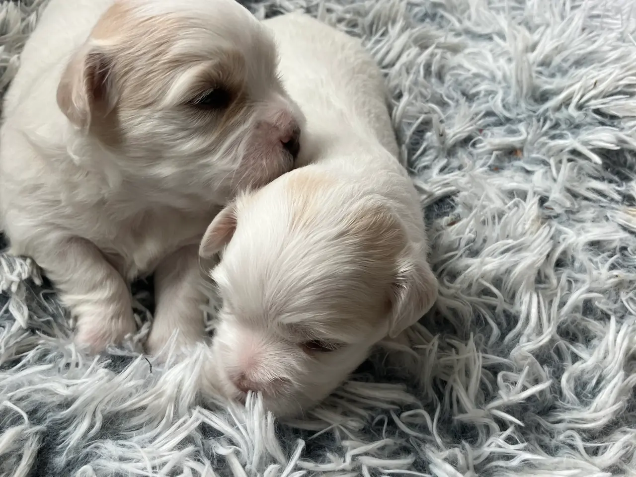 Billede 1 - Coton de tulear hvalpe - DKK stamtavle