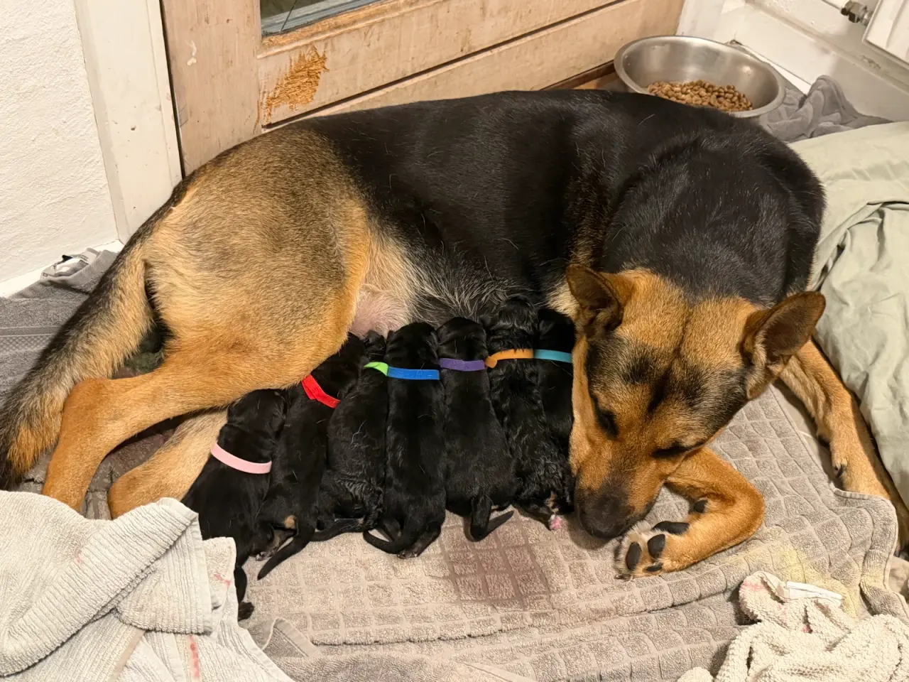 Billede 7 - Hvalpe Rottweiler/Broholmer/Husky/Schæfer