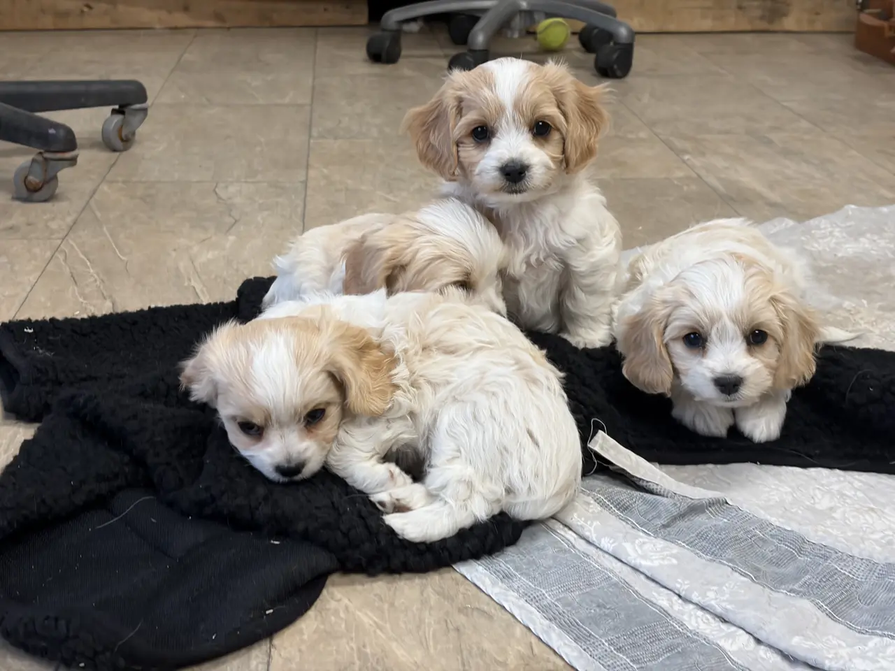 Billede 20 - De små dejligste Cavachon babyer nu!