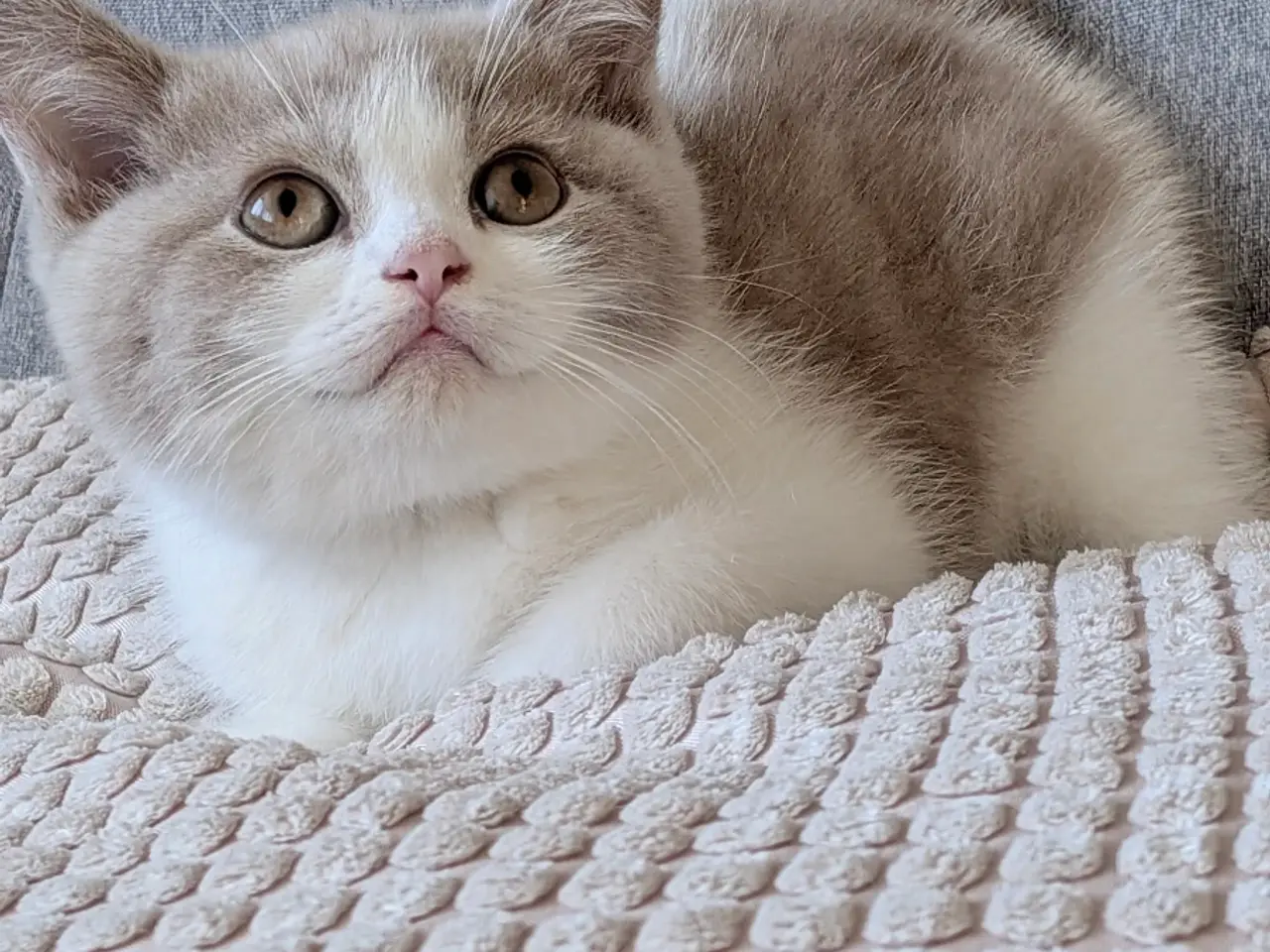 Billede 6 - British shorthair hankiling