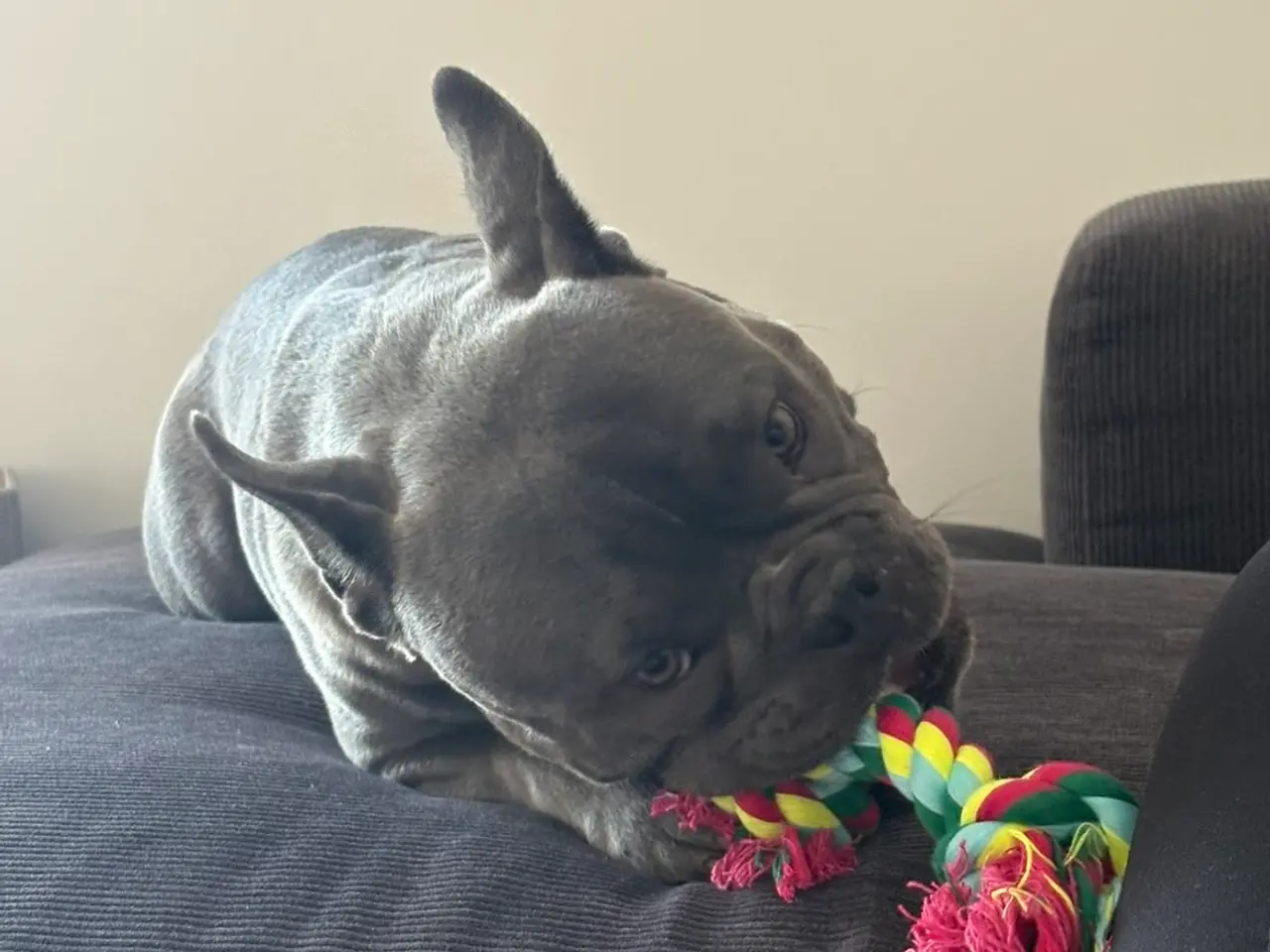 Billede 3 - American bully grå/blå