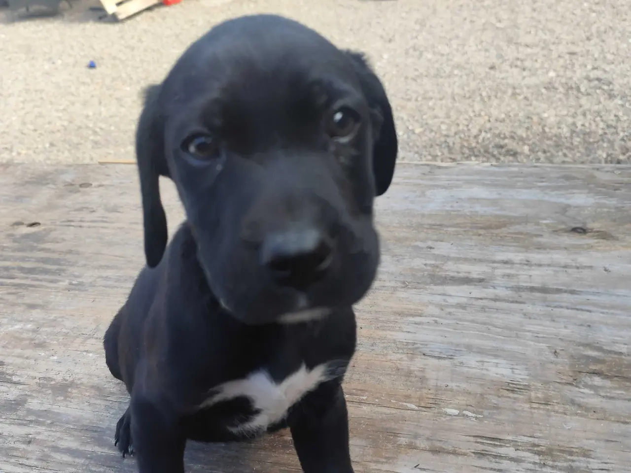 Billede 8 - Labrador blanding 