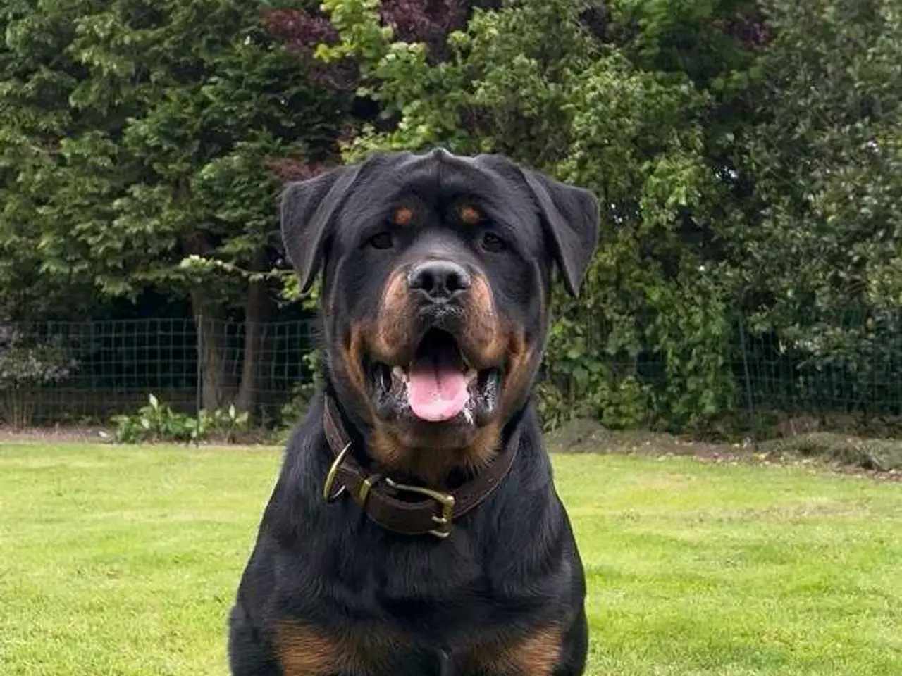 Billede 6 - Rottweiler han til avl