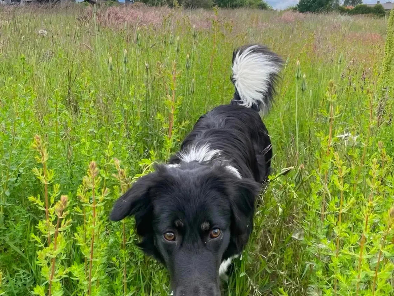 Billede 16 - Skønne Kamille søger nyt hjem 🐶