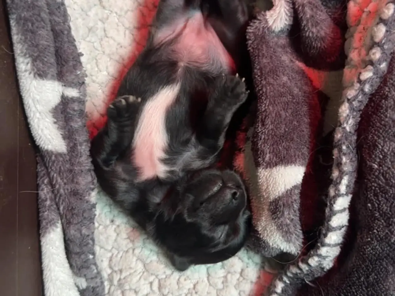 Billede 4 - Chihuahua hvalp