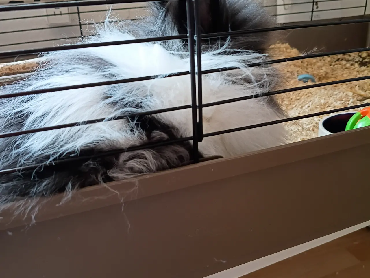 Billede 3 - Oreo søger ny familie