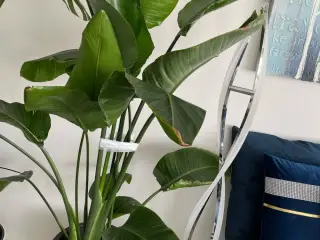 Planter