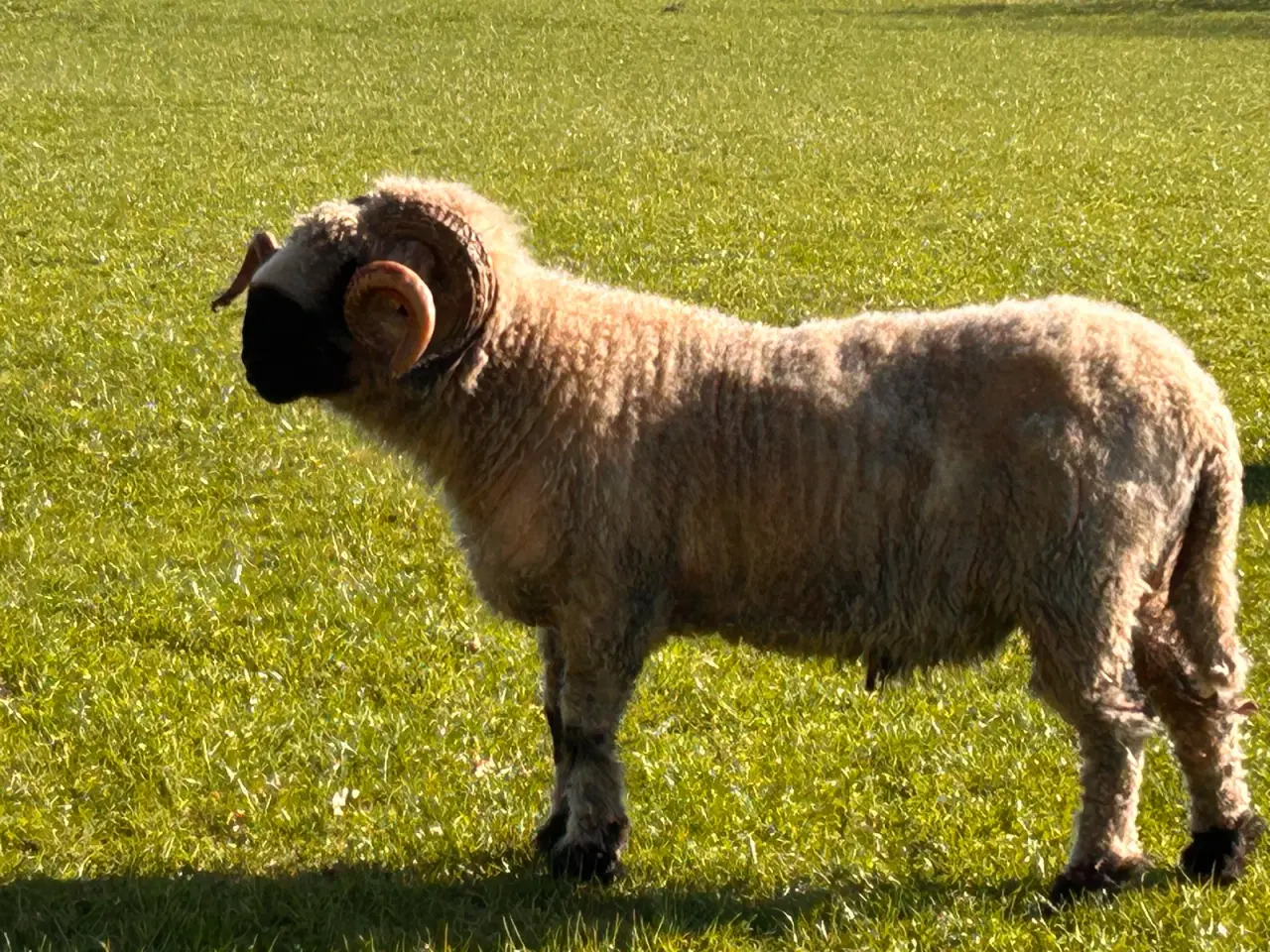 Billede 4 - Vallais Blacknose vædder