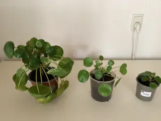3 stk pengetræ planter
