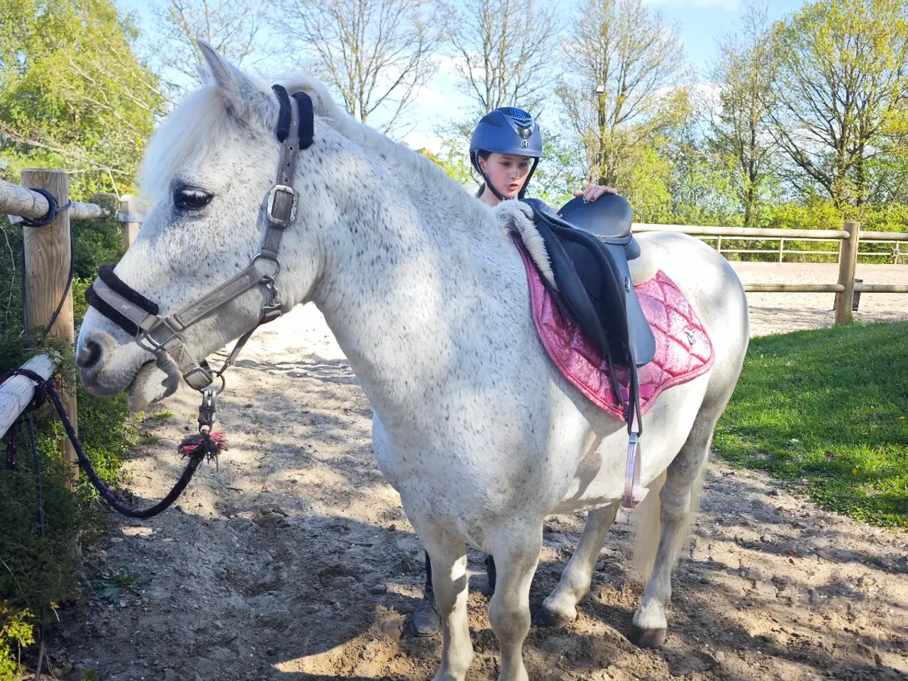 Billede 6 - Allround pony, en ny bedste ven