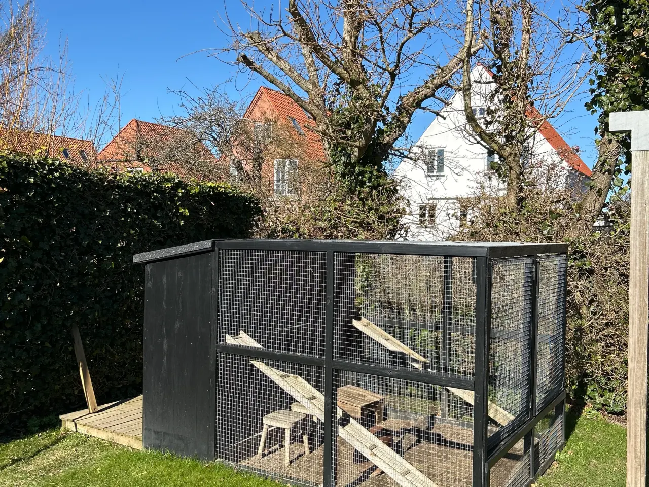 Billede 19 - 2 søde mini lop kaniner (søstre)