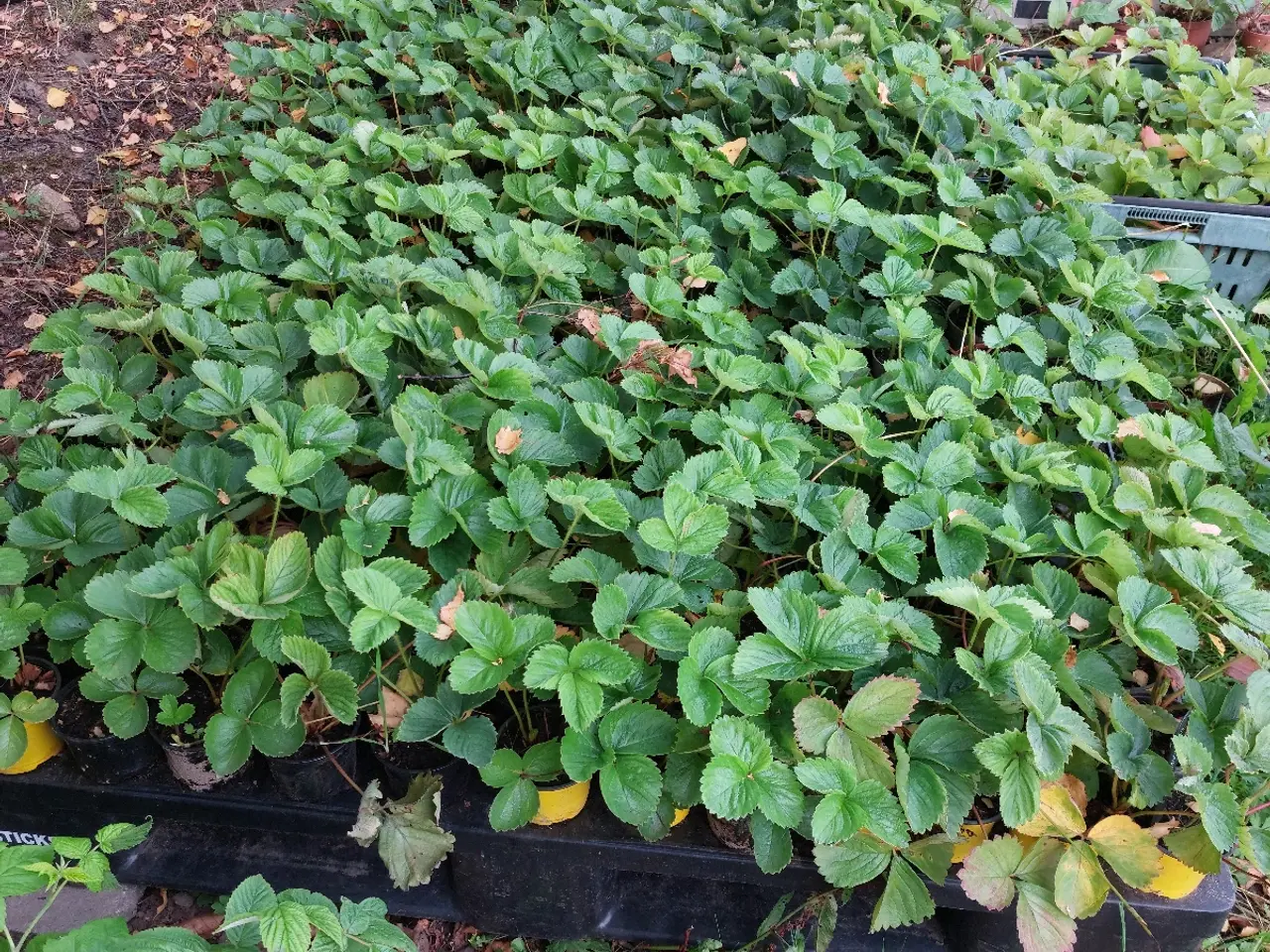 Billede 1 - Jordbærplanter i potter/barrodsplanter
