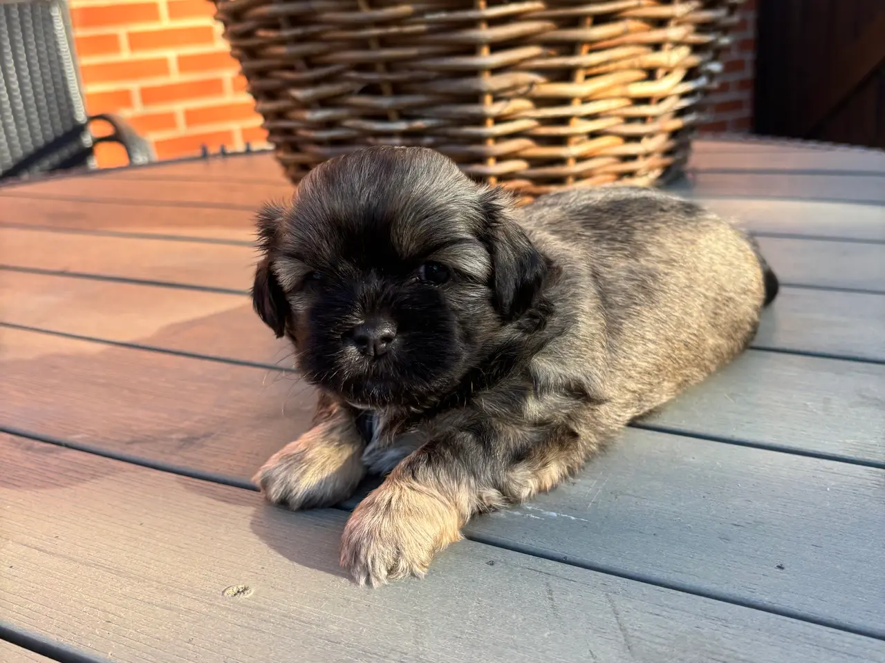 Billede 3 - Bommuld/Shih tzu hvalpe