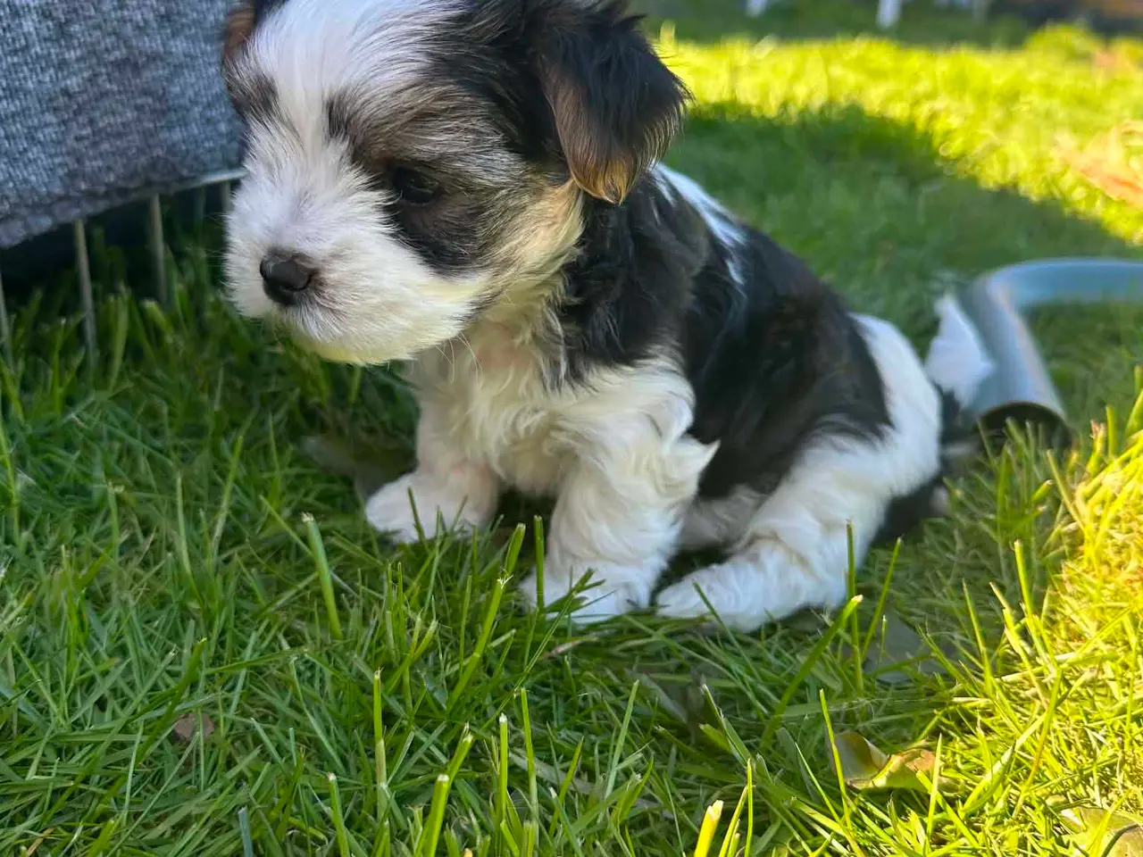 Billede 4 - Biewer Morkie hvalpe.