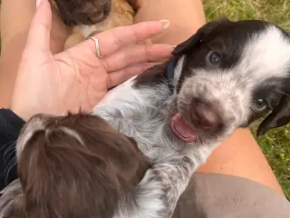 🐾 8 skønne hvalpe søger deres nye hjem 🐾 - 2