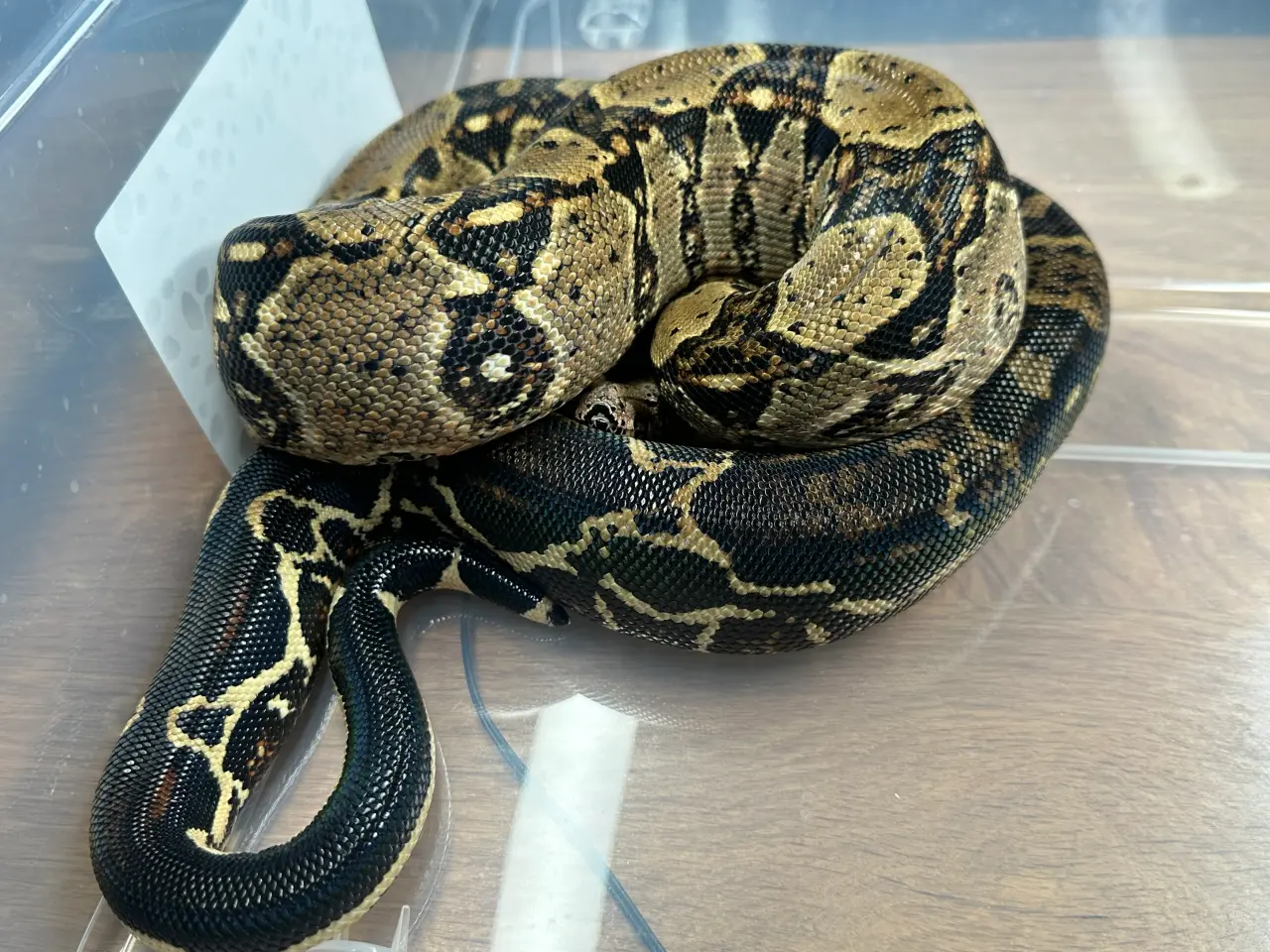 Billede 2 - Boa1.0wildtype100%het leopard100%het Albino kahl