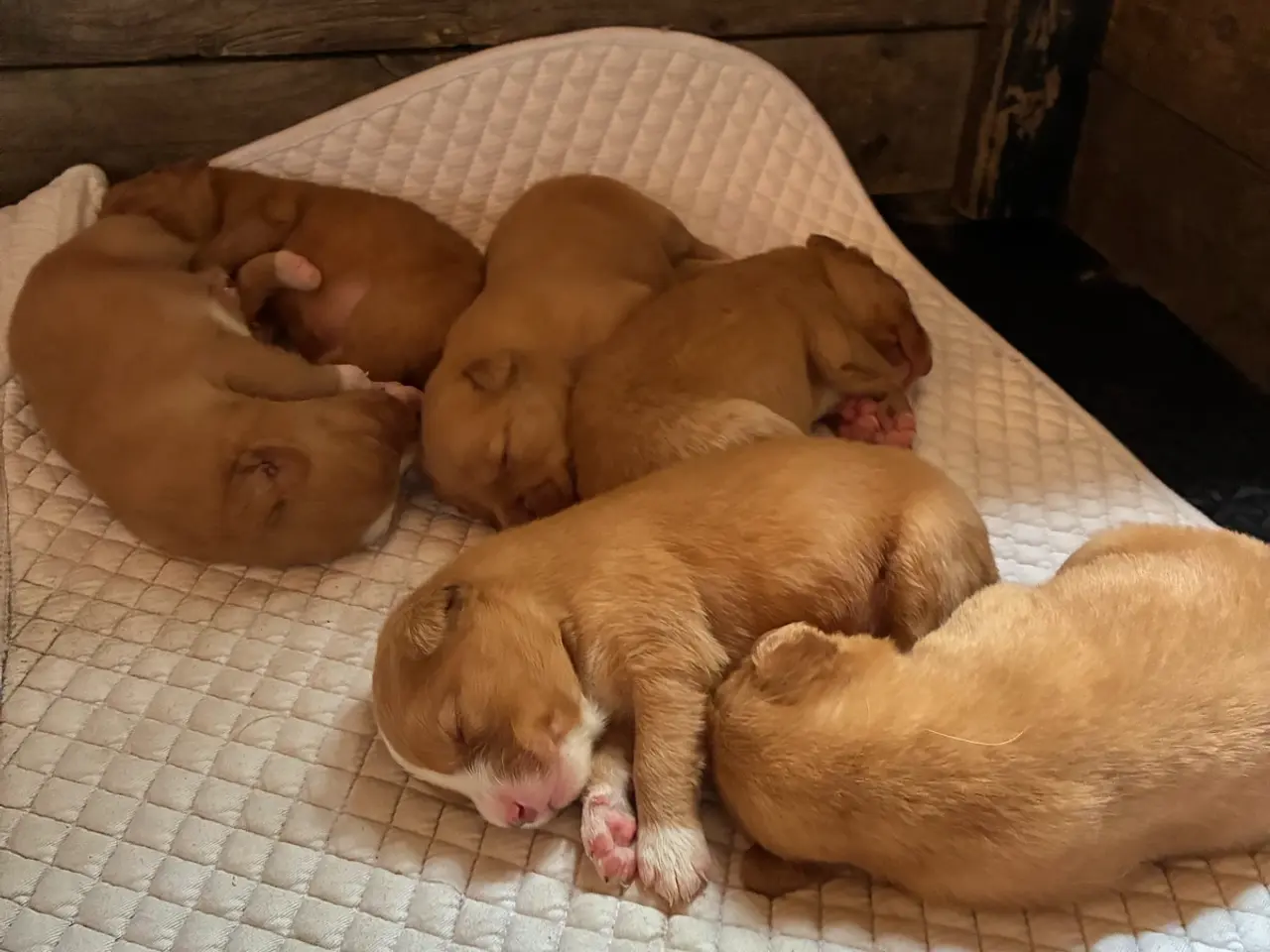 Billede 2 - Nova Scotia Duck Tolling Retriever hvalpe