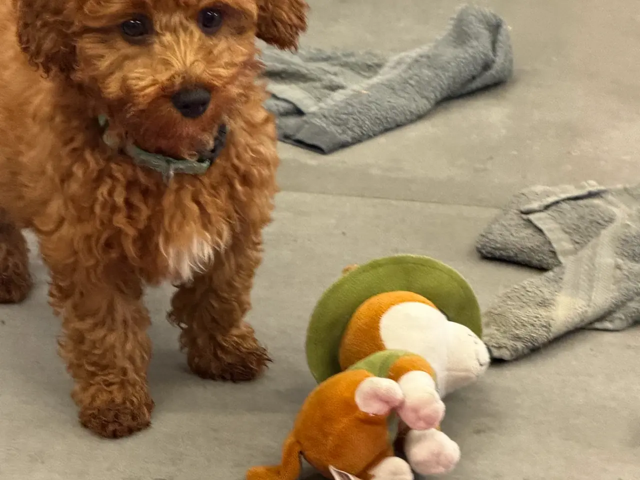 Billede 6 - Maltipoo rejseklar