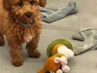 Maltipoo rejseklar - 5