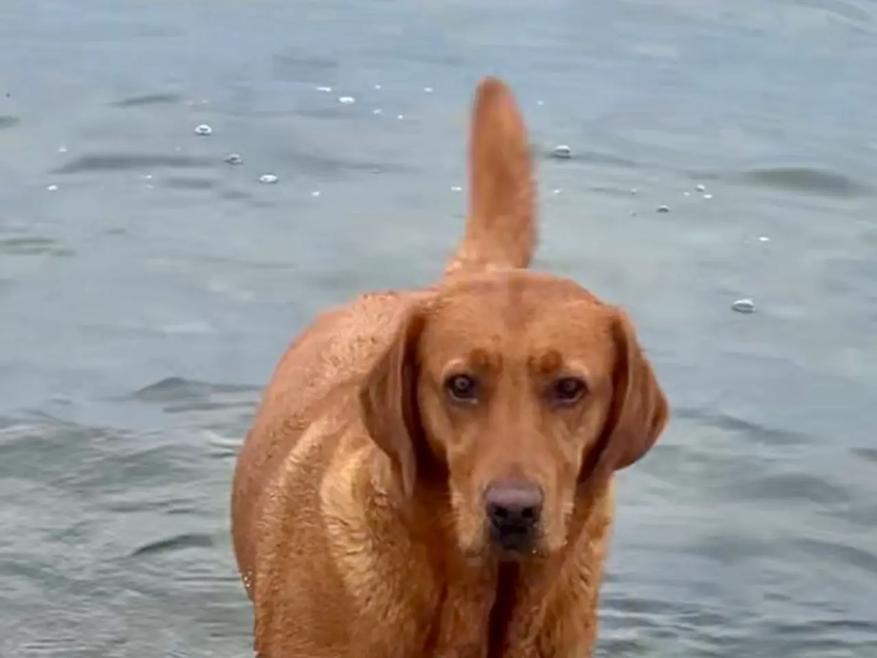 Billede 7 - Lækre sommer labradorhvalpe