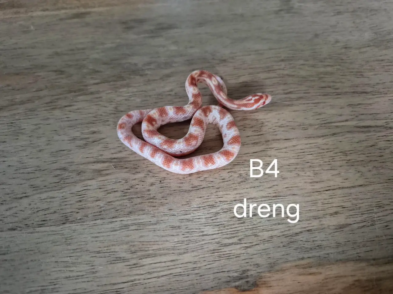 Billede 2 - Kornsnog 