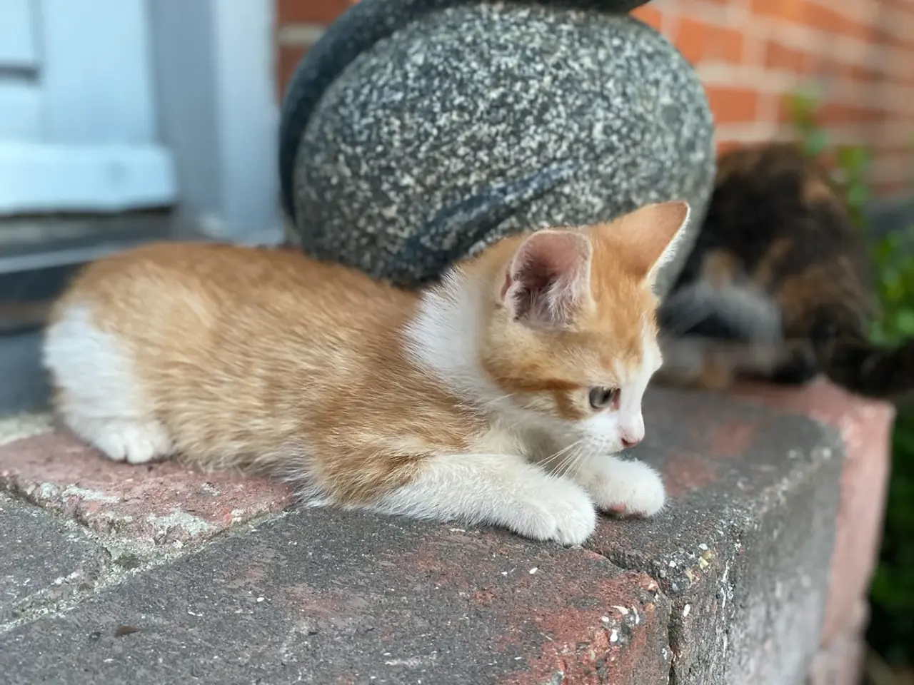 Billede 6 - Søde killinger søger nyt hjem 🐾