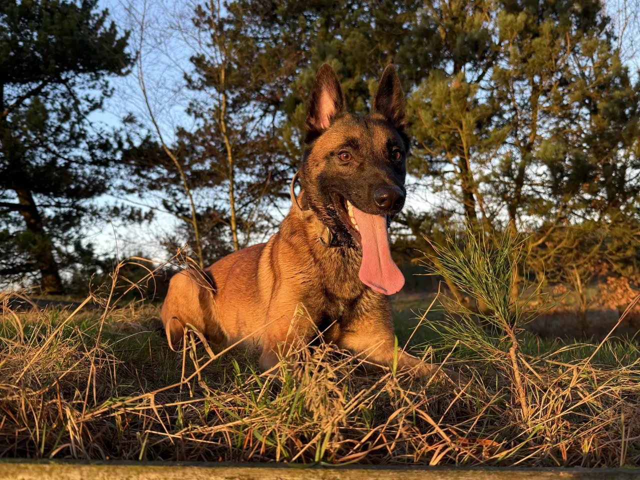 Billede 3 - Belgisk Malinois 2 år