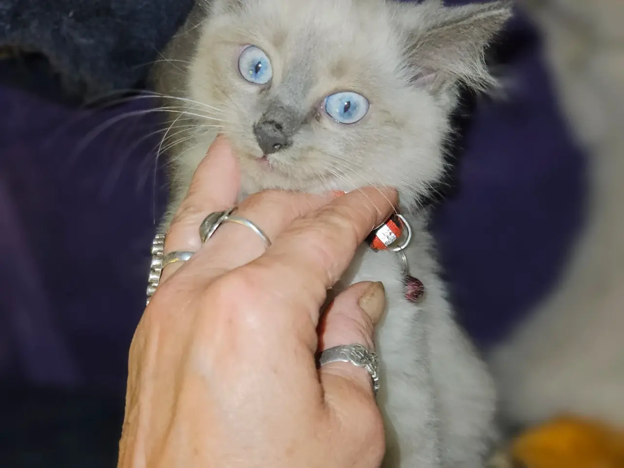 Billede 2 - Killinger Ragdoll / Hellig Birma.