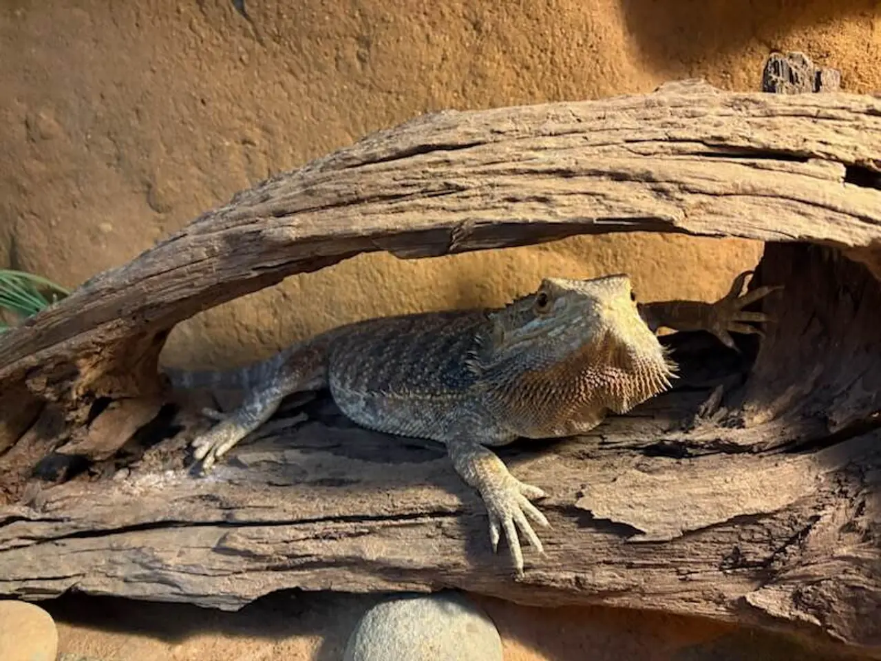 Billede 1 - Hånd tam skægagame med terrarium sælges