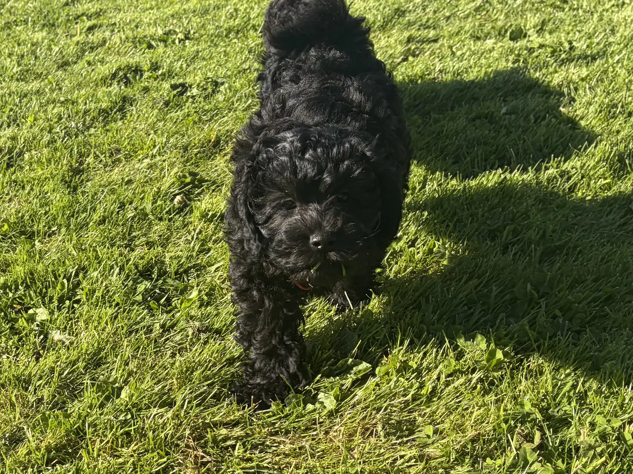Billede 2 - Den smukkeste lille fine Cavapoo dreng