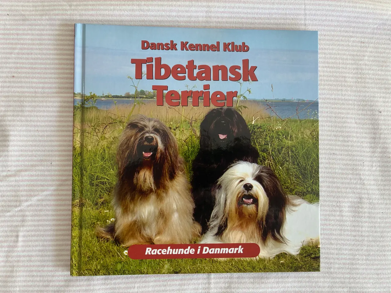 Billede 1 - Tibetansk Terrier - Racehunde i Danmark
