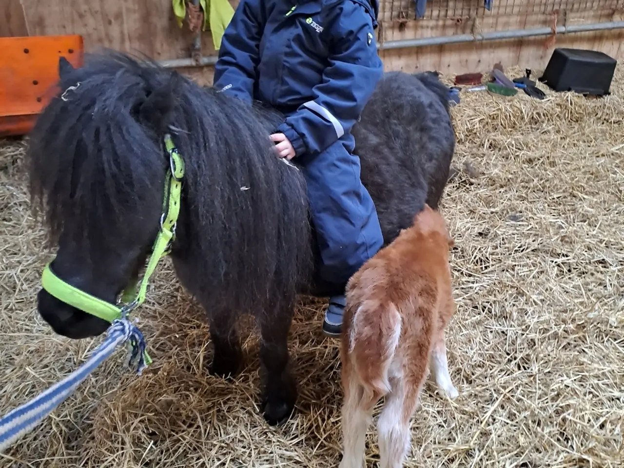 Billede 5 - verdens bedste begynder  Pony 