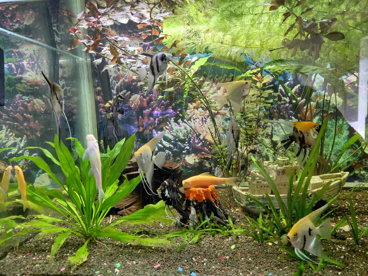 Billede 2 - 720 liters Akvarie 