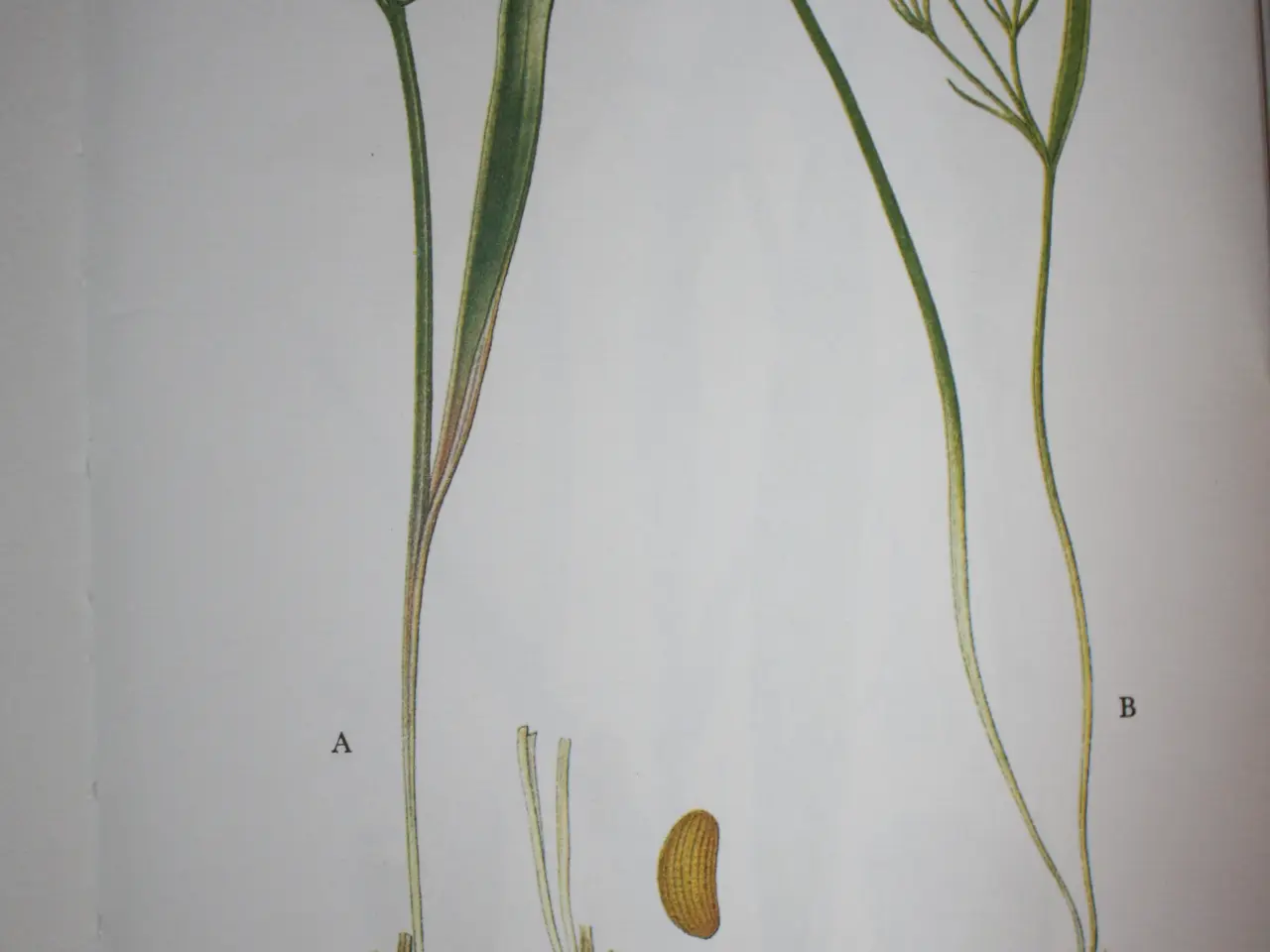 Billede 9 - Nordens flora bind 1 - 10
