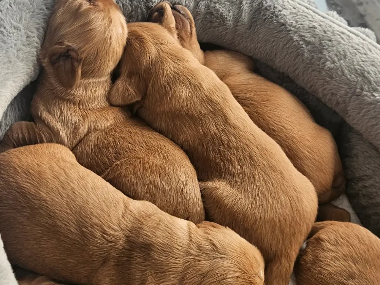 Billede 7 - Golden Retriever Stamtavle tilbydes til avl