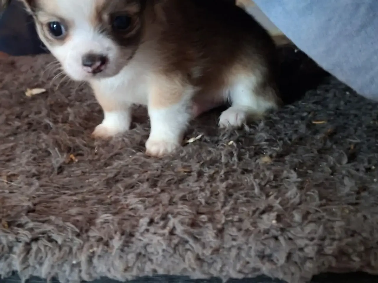 Billede 5 - Langhåret Chihuahua hvalpe