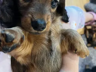 Dværg gravhunde - 5