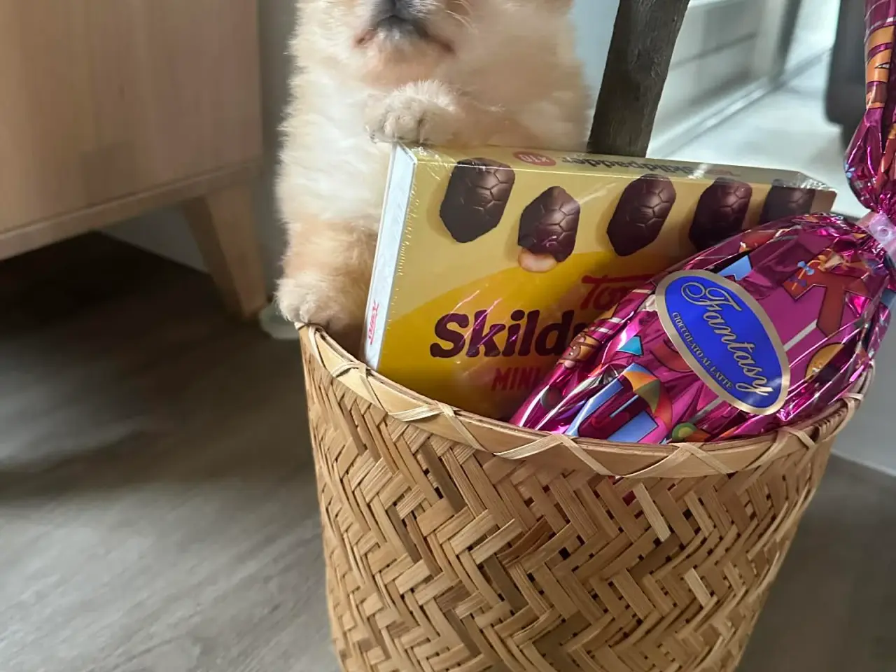 Billede 11 - 3 søde Pomeranian tæver søger kærlige hjem