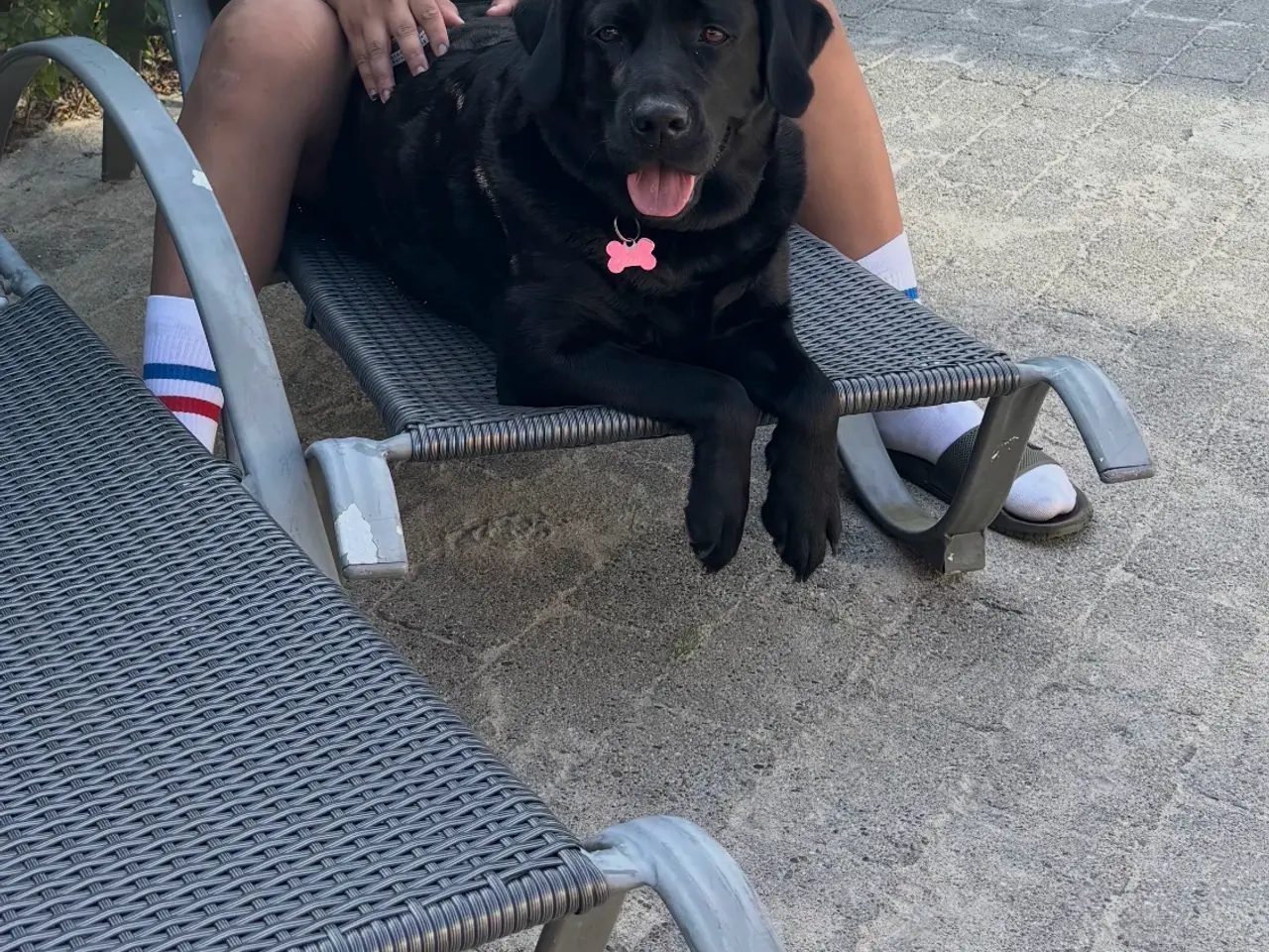 Billede 11 - Skønne gammeldags Labrador hvalpe.