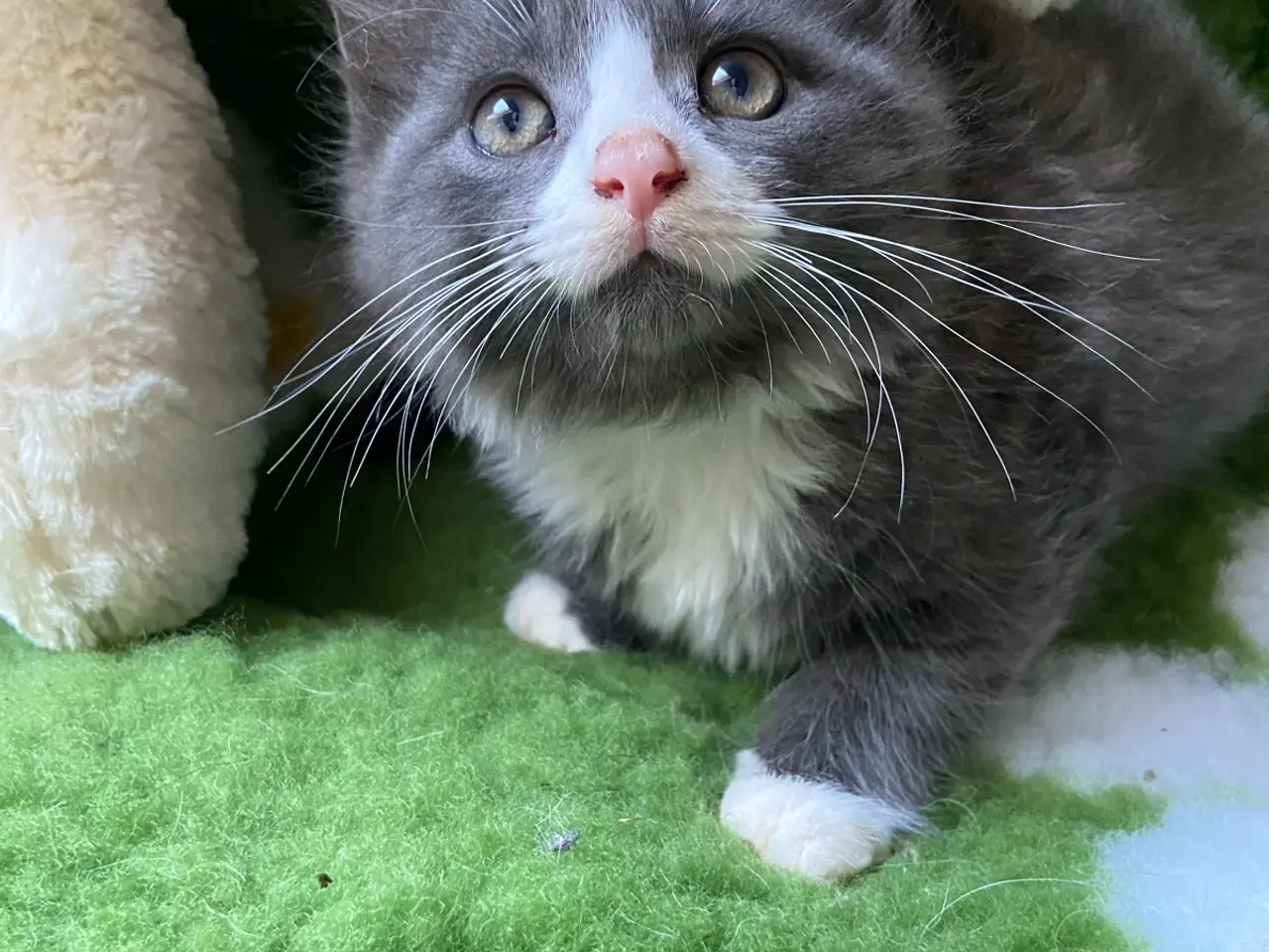 Billede 19 - Lækker langhåret blå han killing