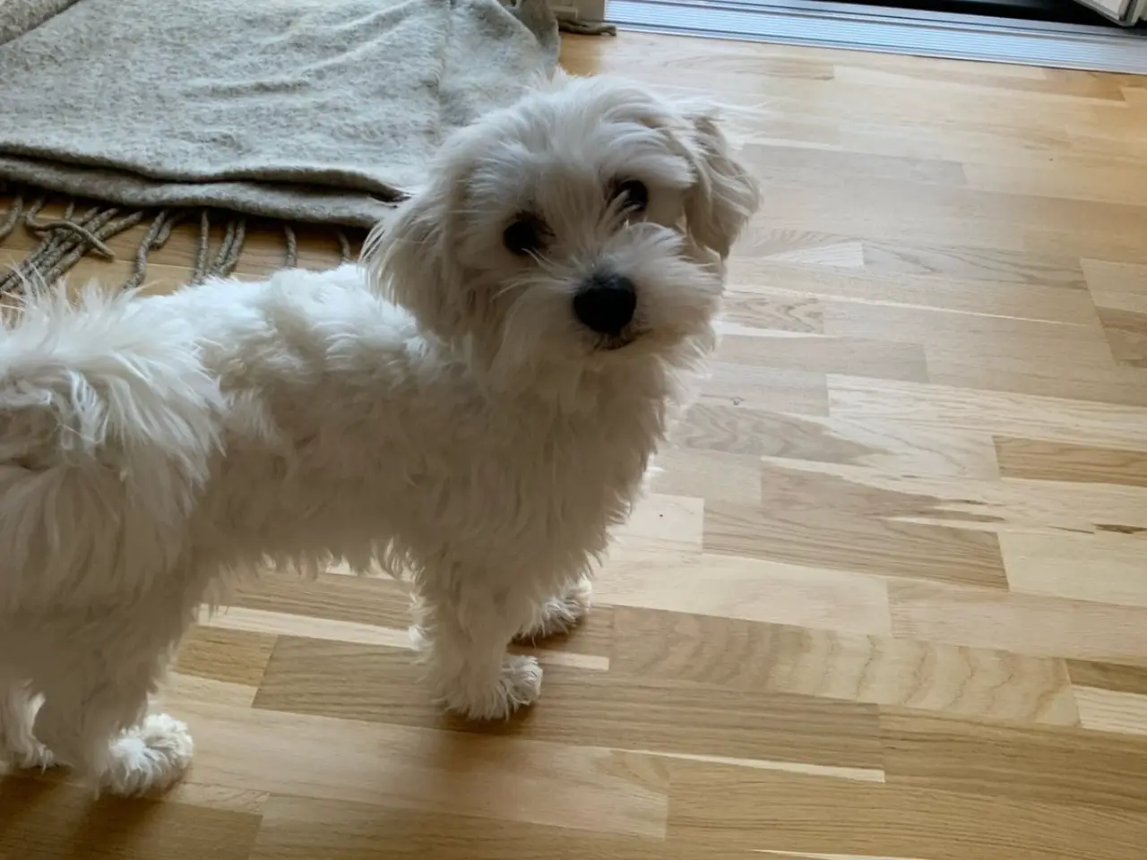 Billede 2 - Hund tilbydes til avl