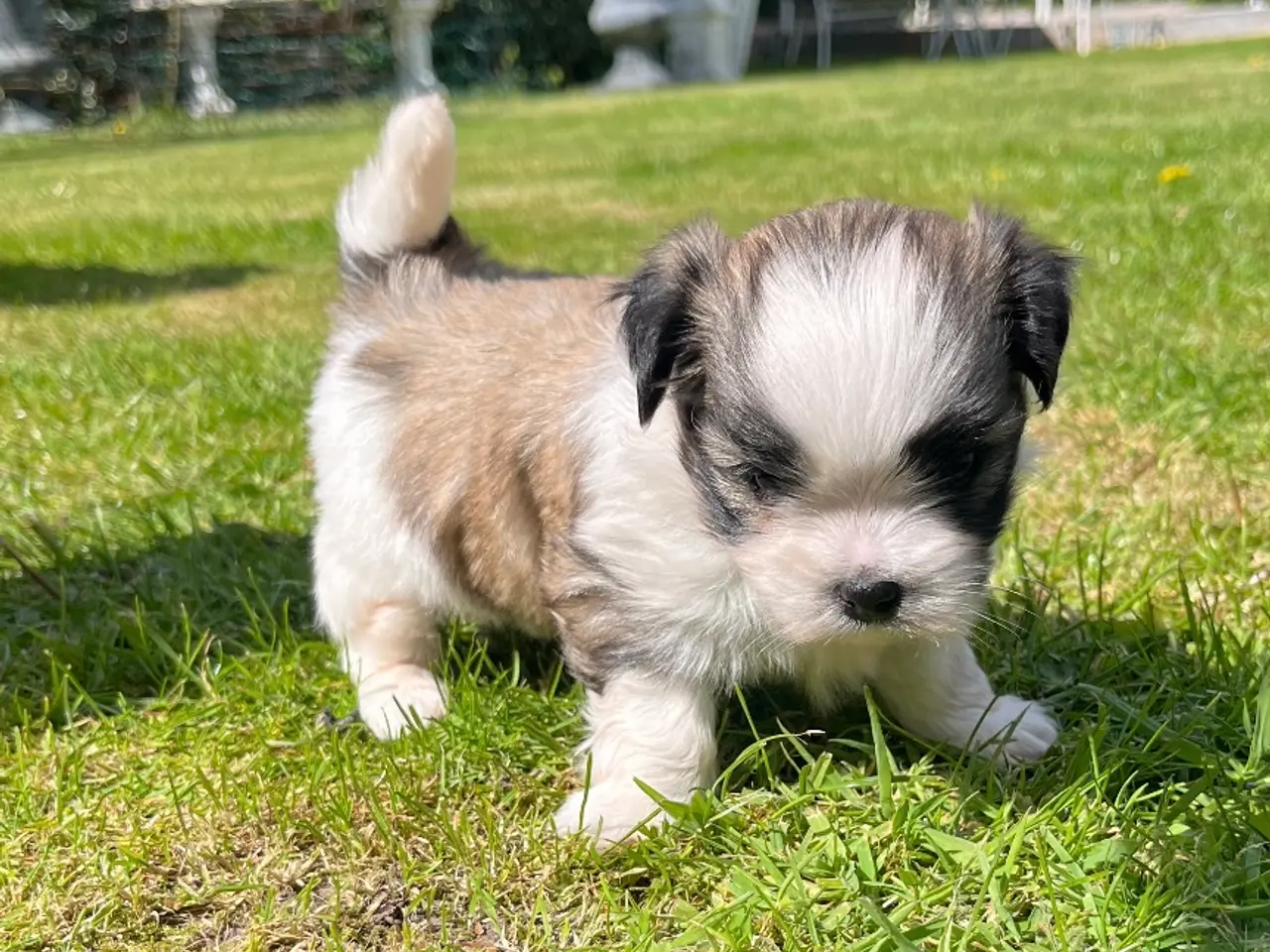 Billede 4 - Blandings hvalp - Lhasa apso & malteser