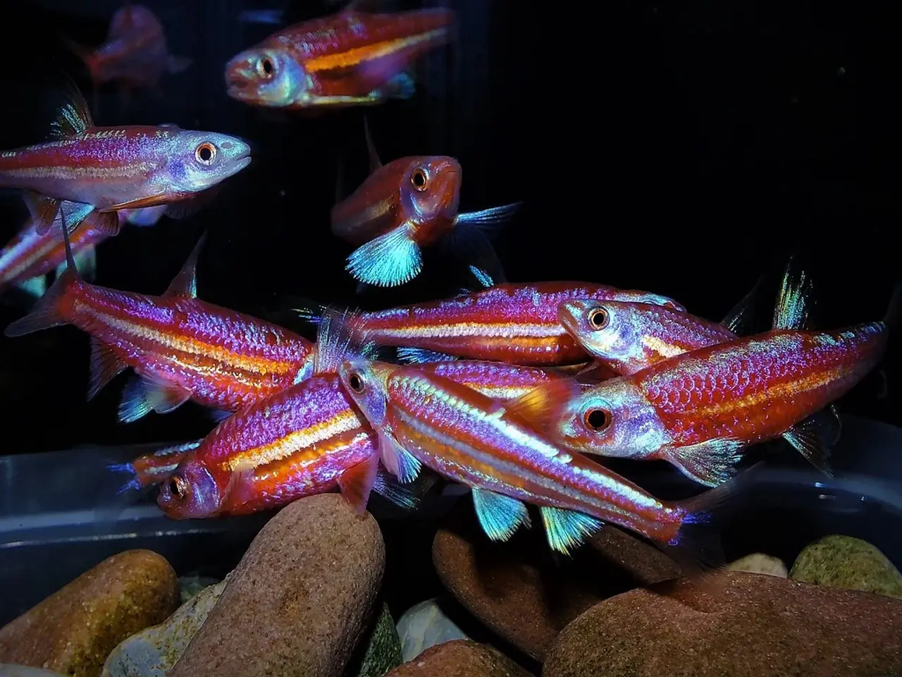 Billede 1 - Flotte akvariefisk