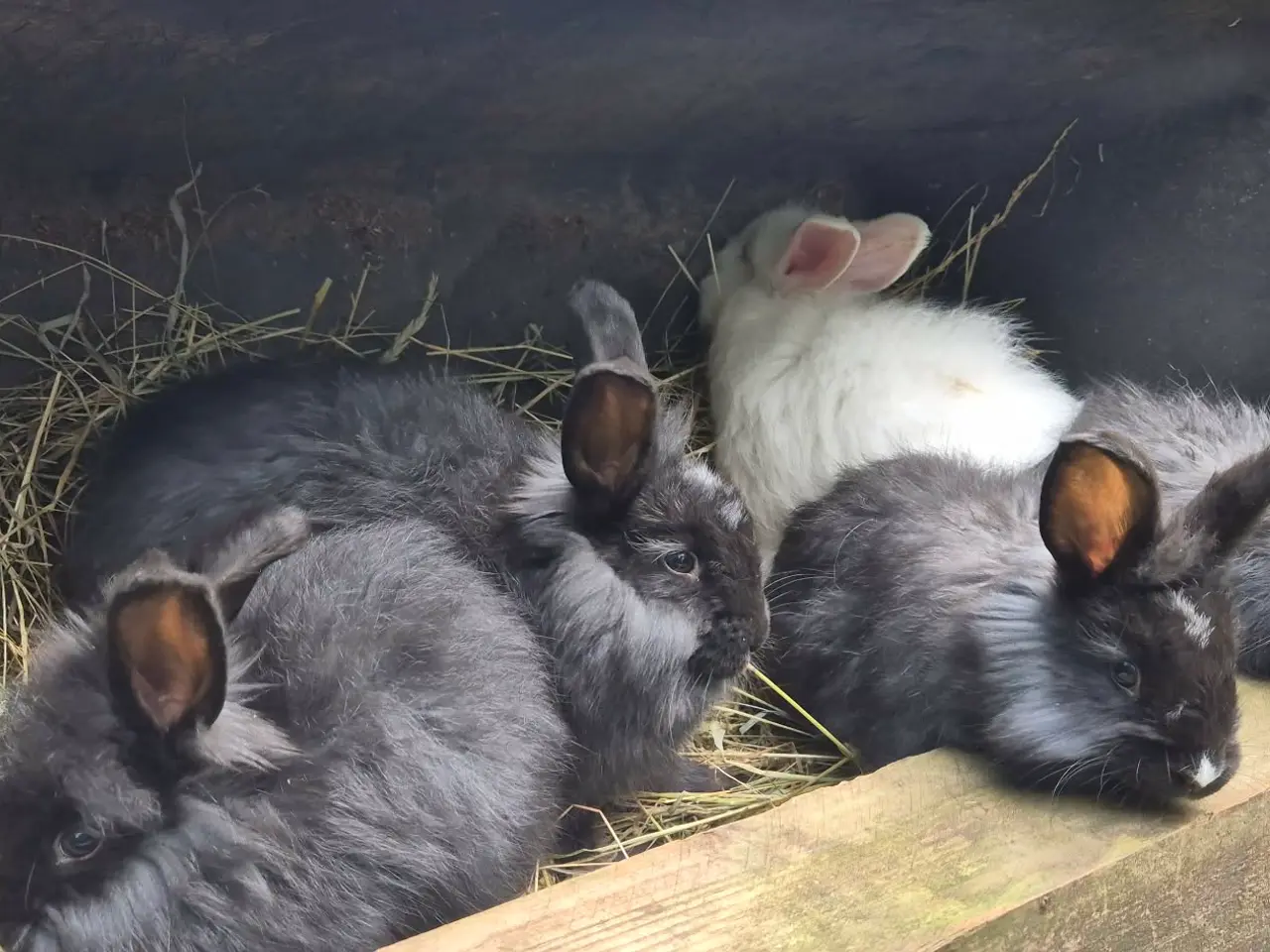 Billede 2 - Angora kanin unger