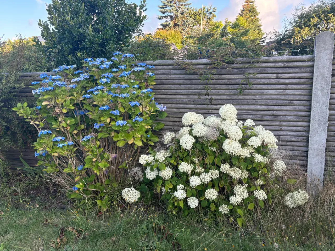 Billede 8 - Planter, buske, træer m.m.