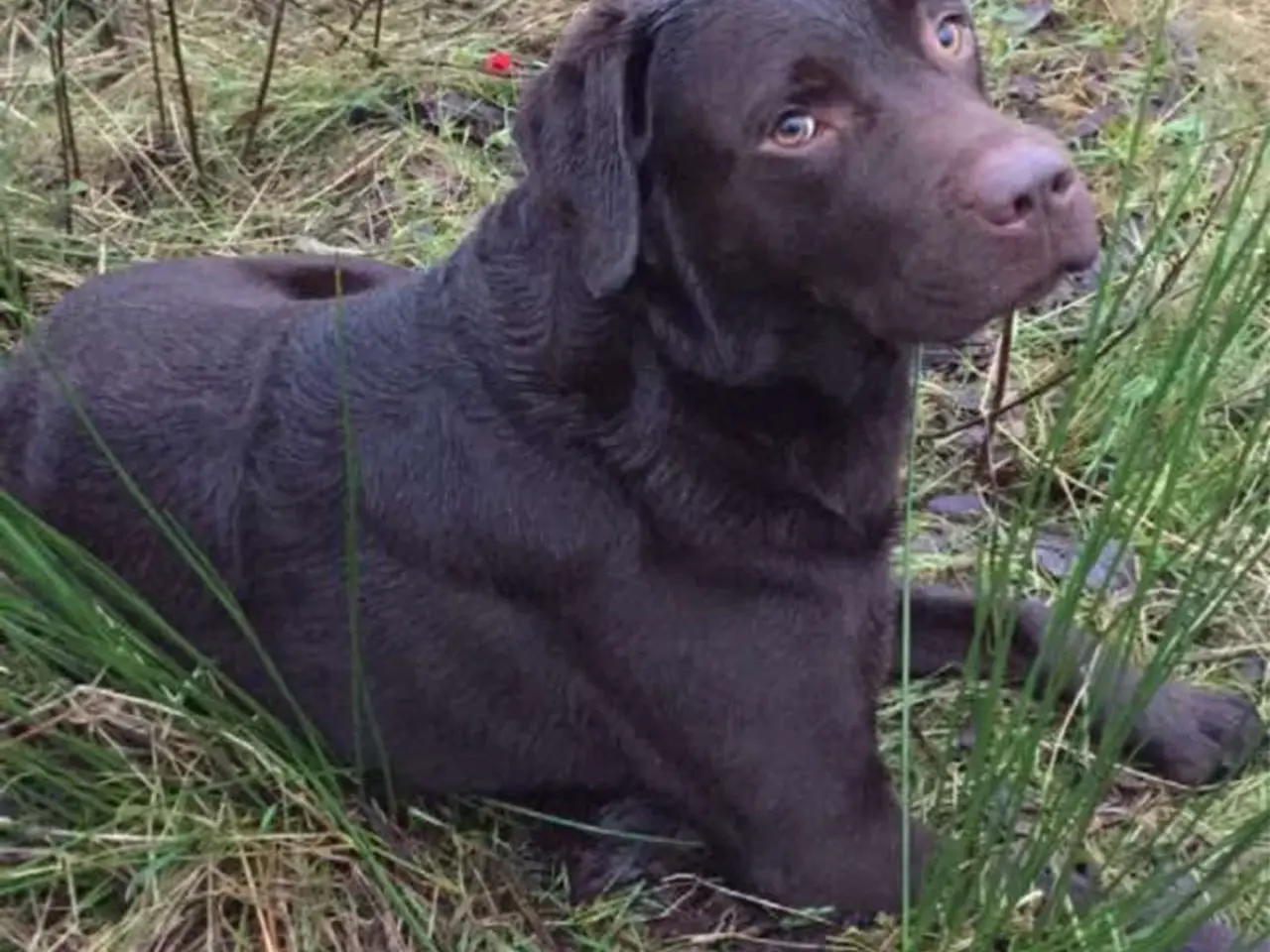 Billede 14 - Skønne gammeldags Labrador hvalpe.