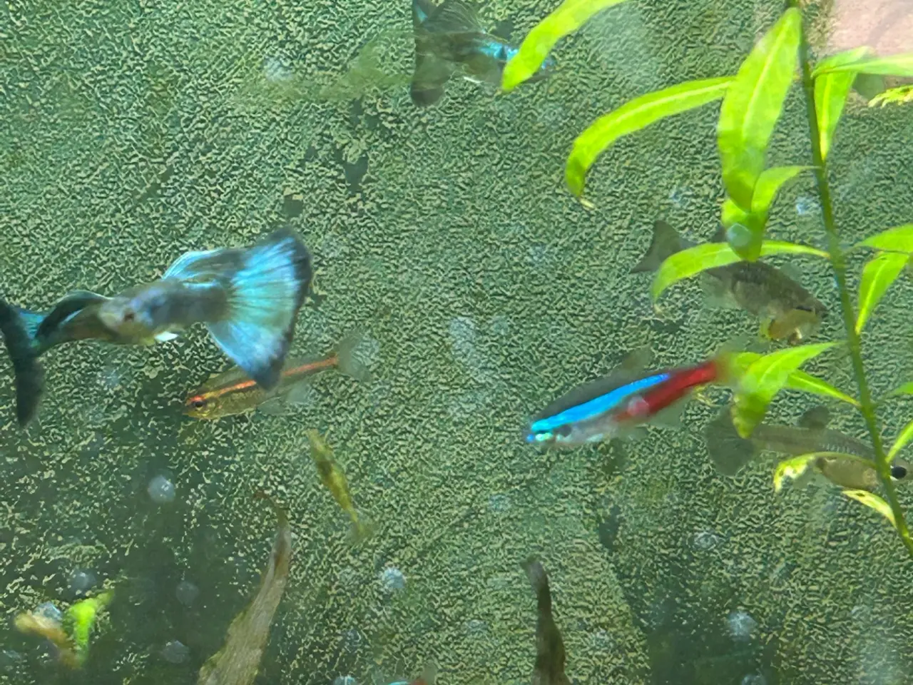 Billede 5 - 🐟🔵 Blue Moscow Guppy Par sælges - Viby J